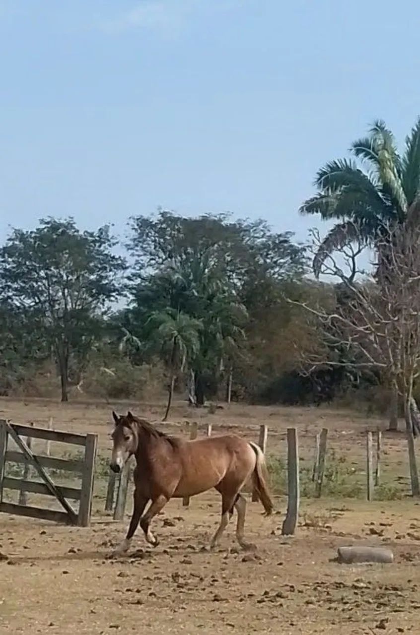 Cavalo  - Foto 3