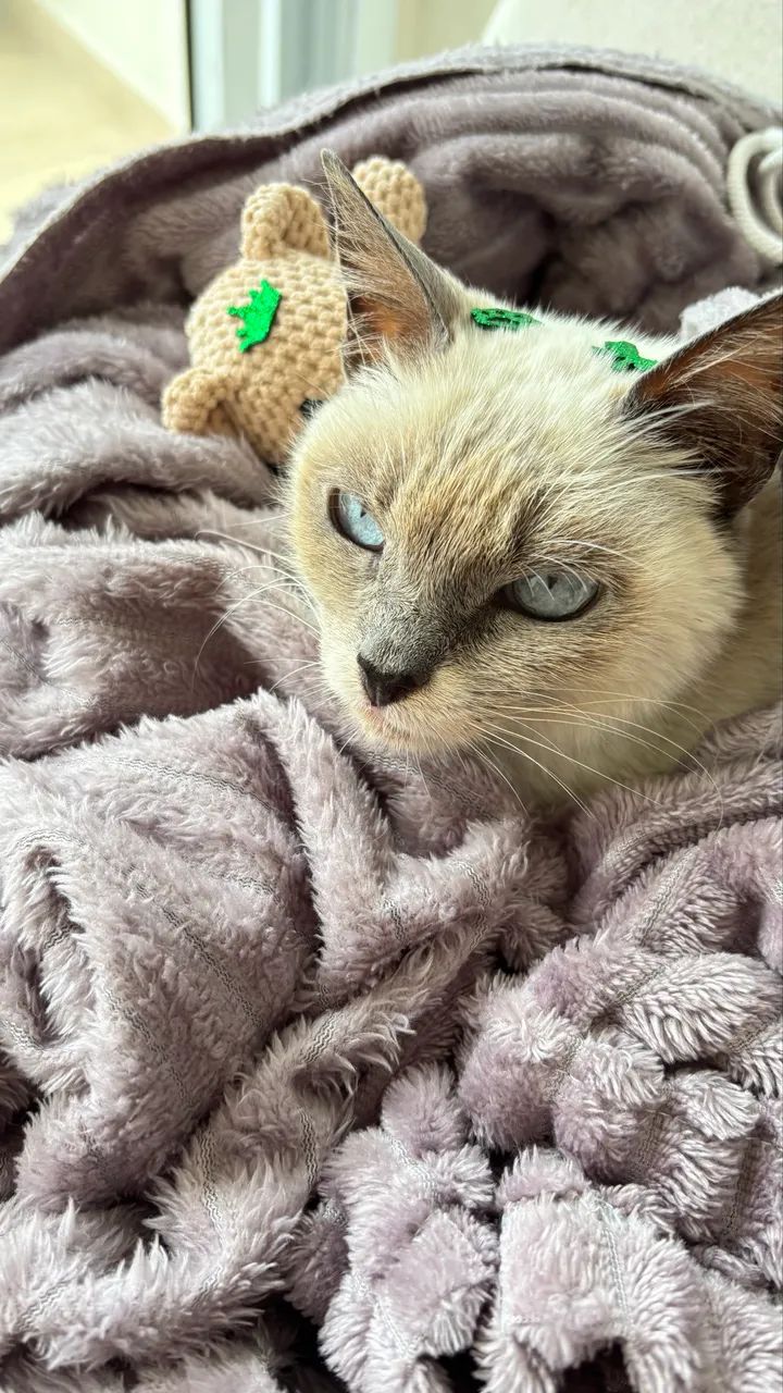Gata idosinha mini - Foto 2