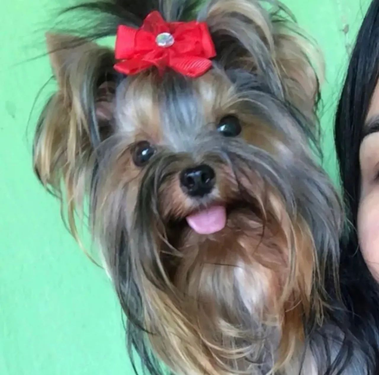 Yorkshire ?Alto Padrão Genético? - Foto 4