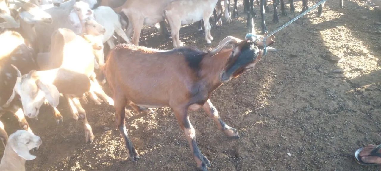 Cabras e bodes - Foto 3