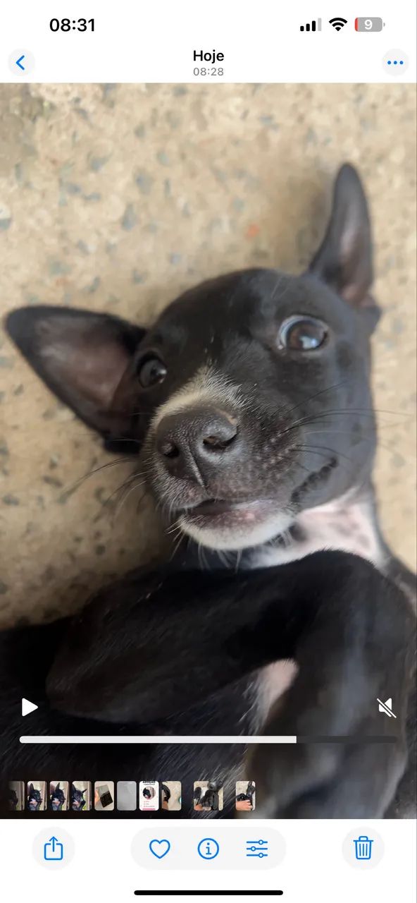 Adoção Responsável  - Foto 3