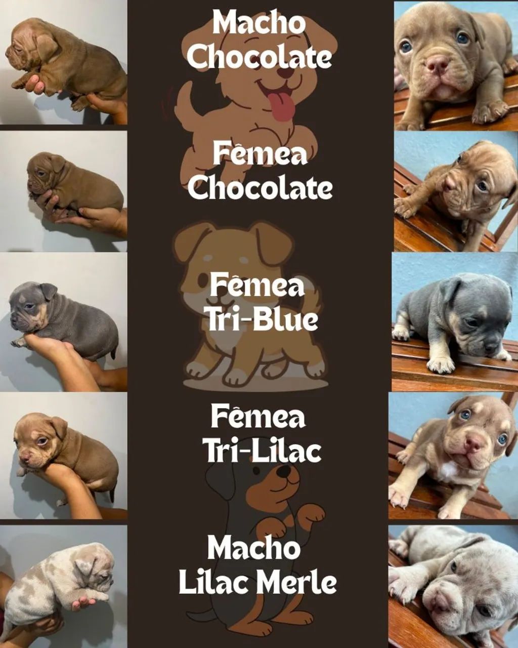 American Bully Micro - Foto 5