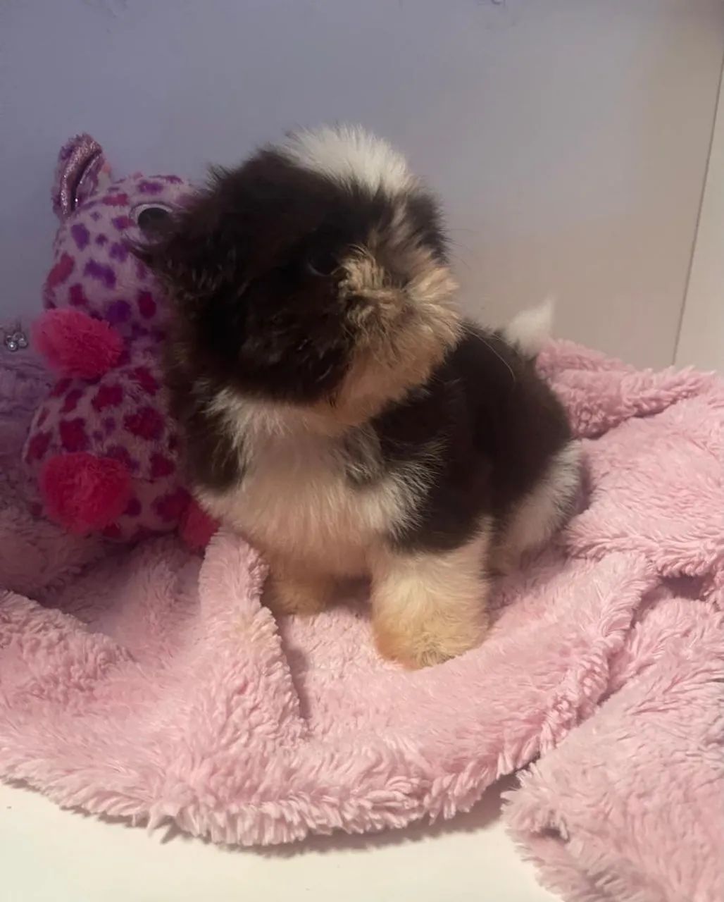 Shih tzu mini  - Foto 2