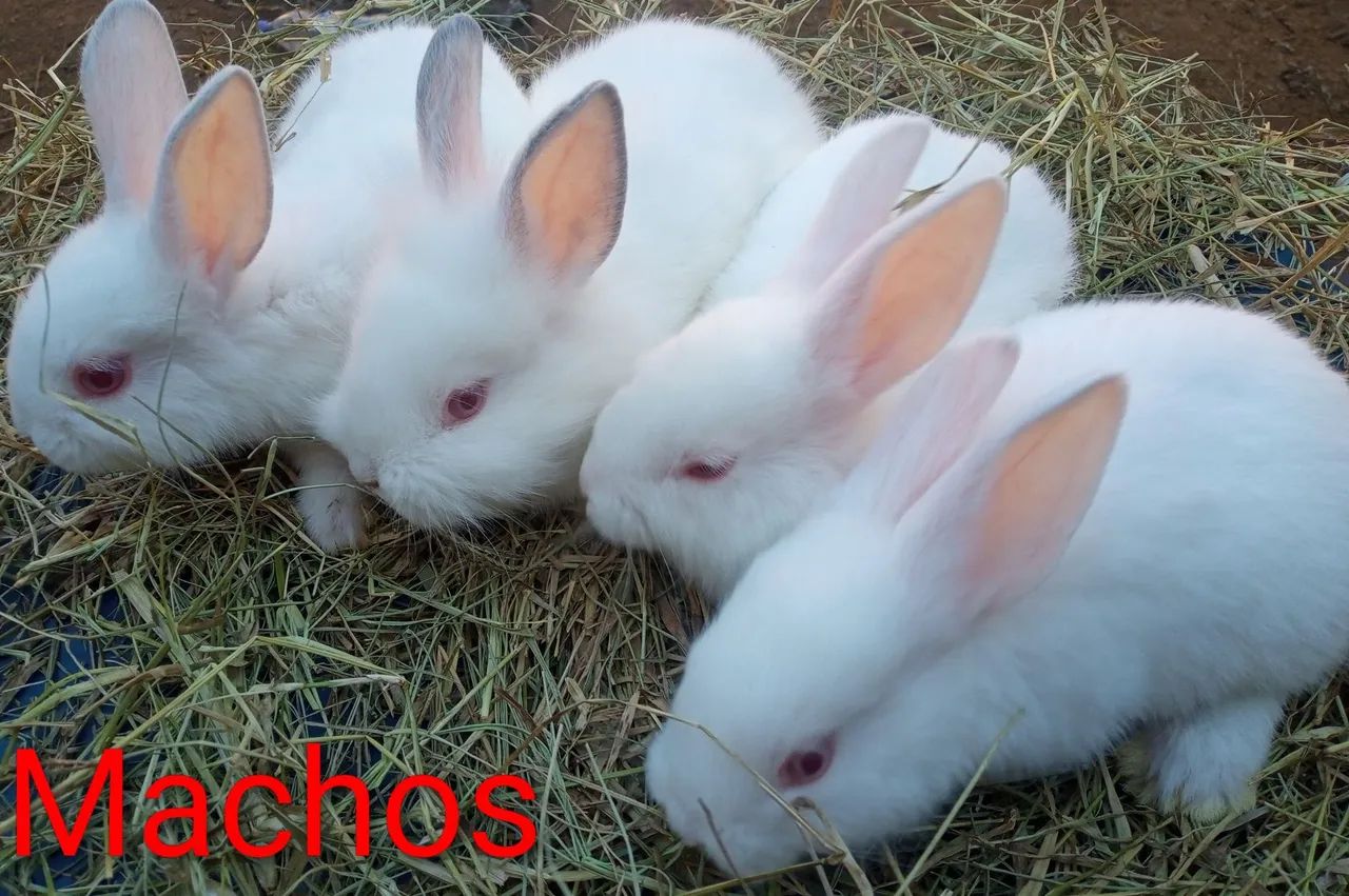 Coelhos - Foto 2