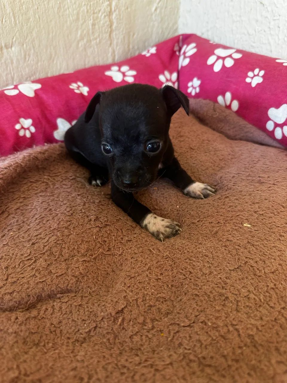 Pinscher 1 macho 