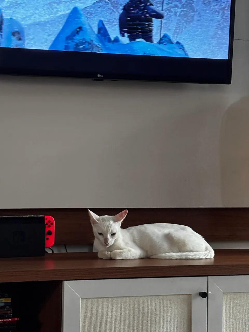 Gatinha disponível para adoção responsável  - Foto 2