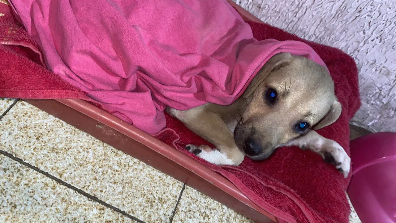 ADOÇÃOOOO - Foto 3