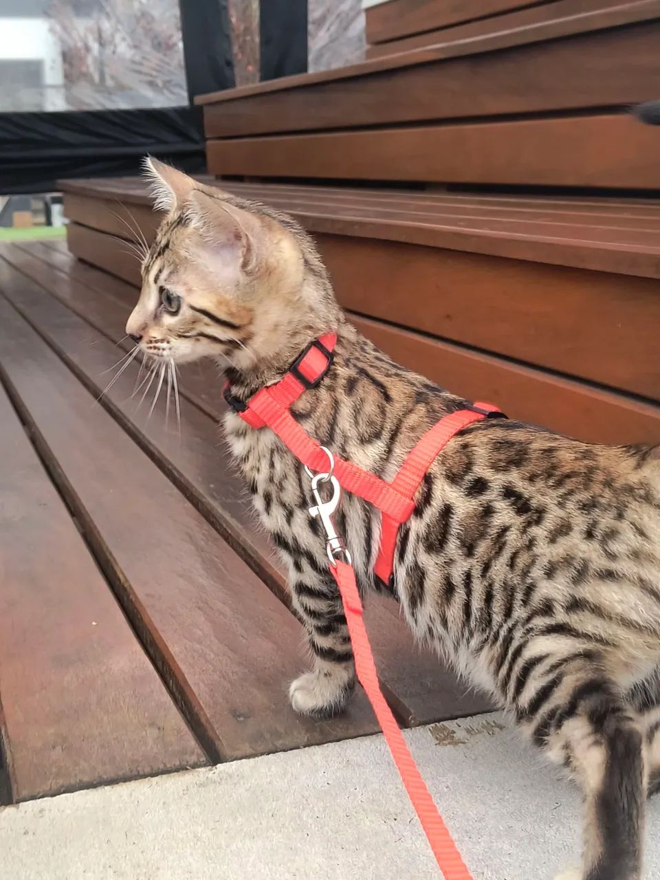 Bengal com PEDIGREE, PURO, pais dele com PEDIGREE  - Foto 3