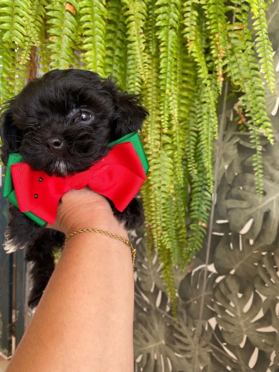 Lhasa apso - Foto 3