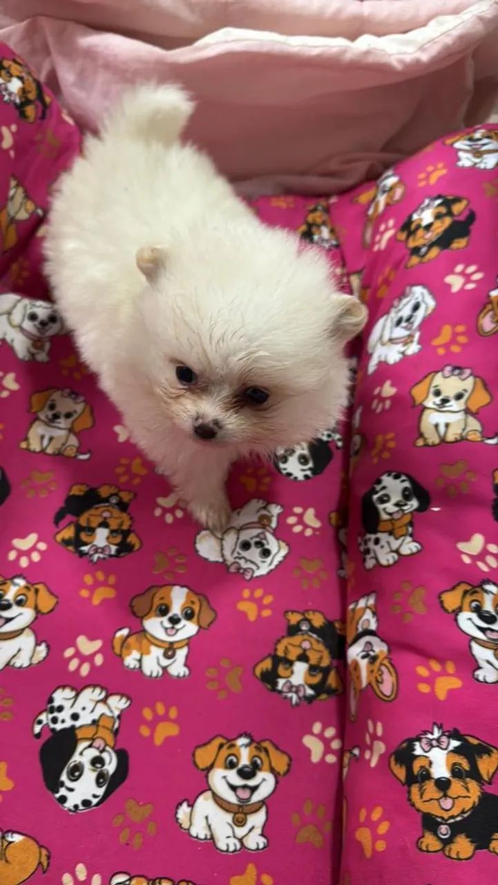 Lulu com pedigree  - Foto 2