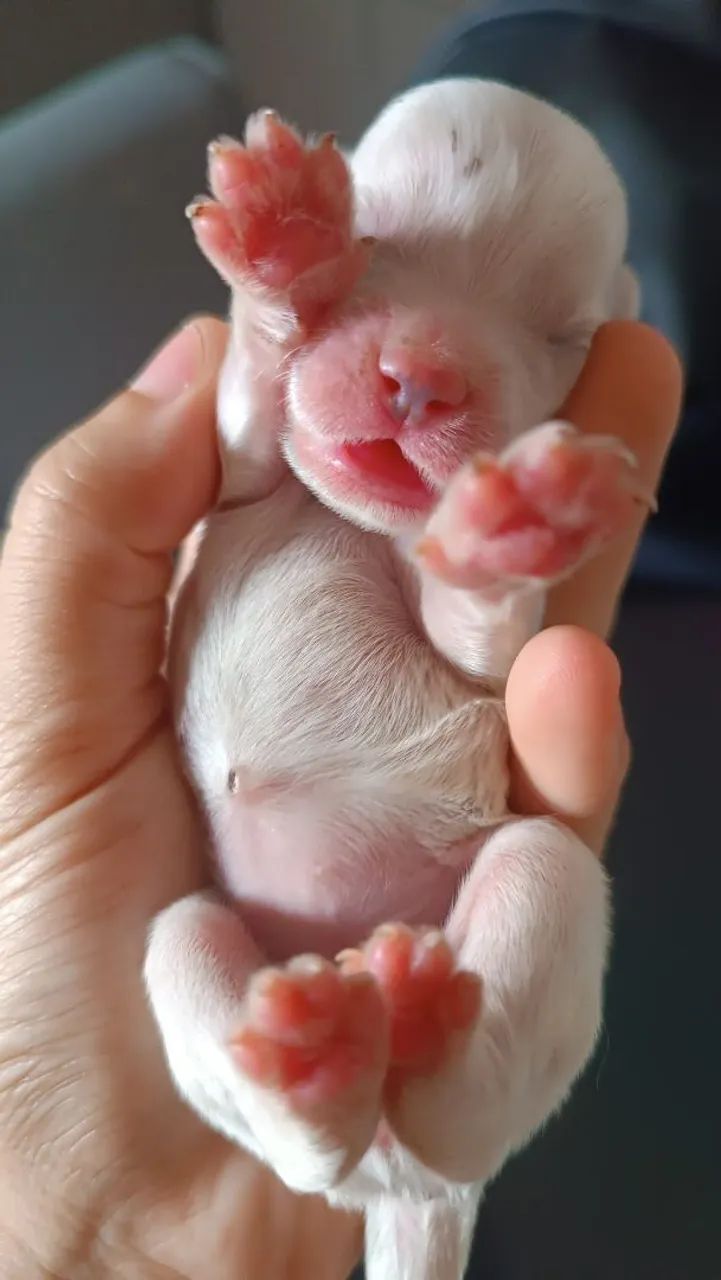 Shitzu com lhasa  - Foto 4
