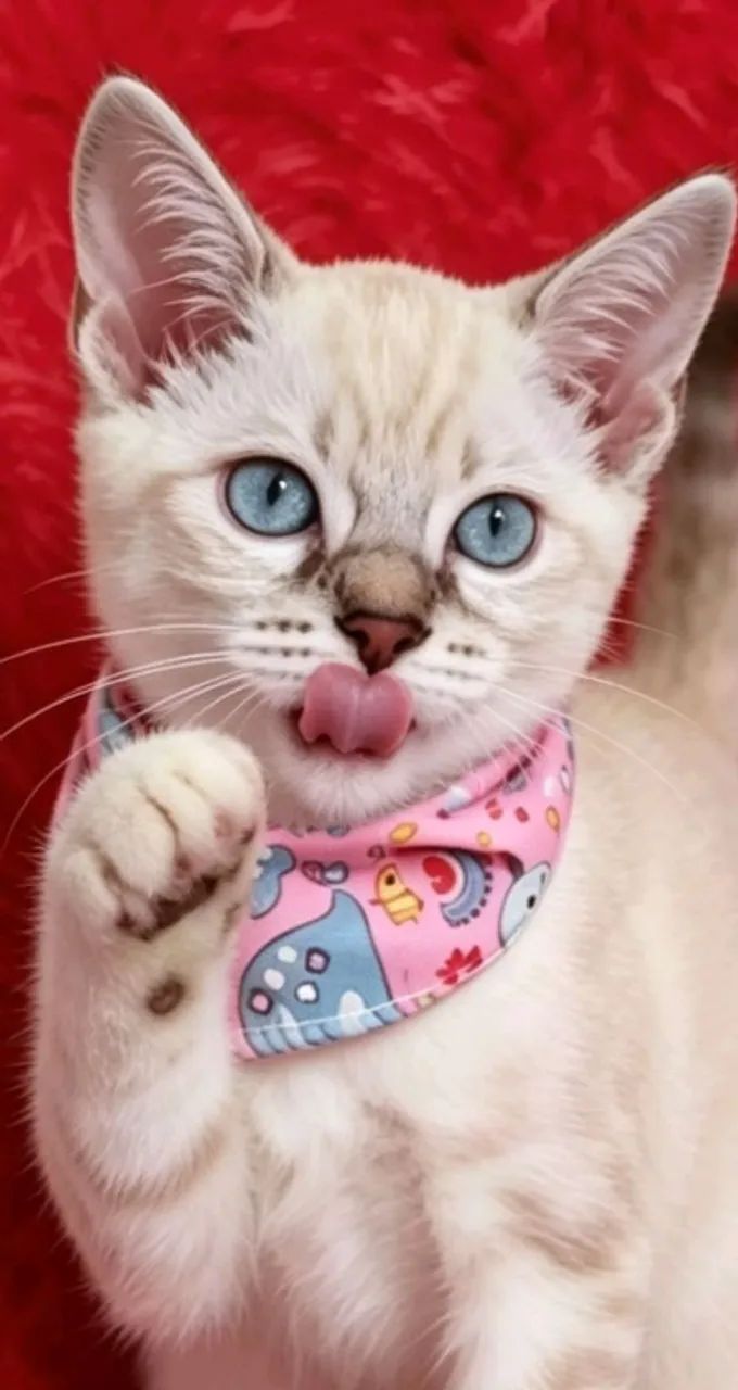 Gato fêmea siamês tigrada com 2 meses 