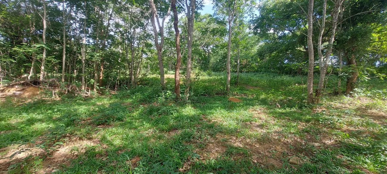 Terreno Comercial as margens da MG 010 - Foto 2