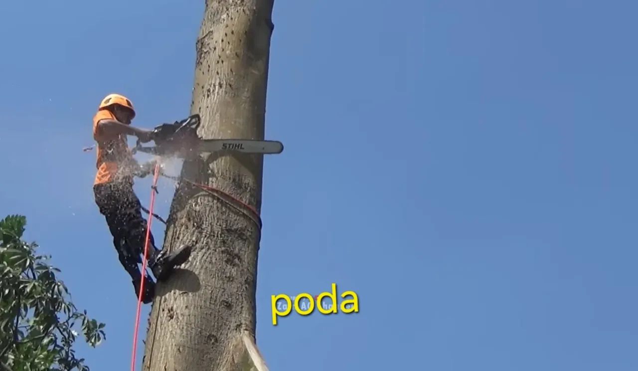 Corte poda de árvores  - Foto 4