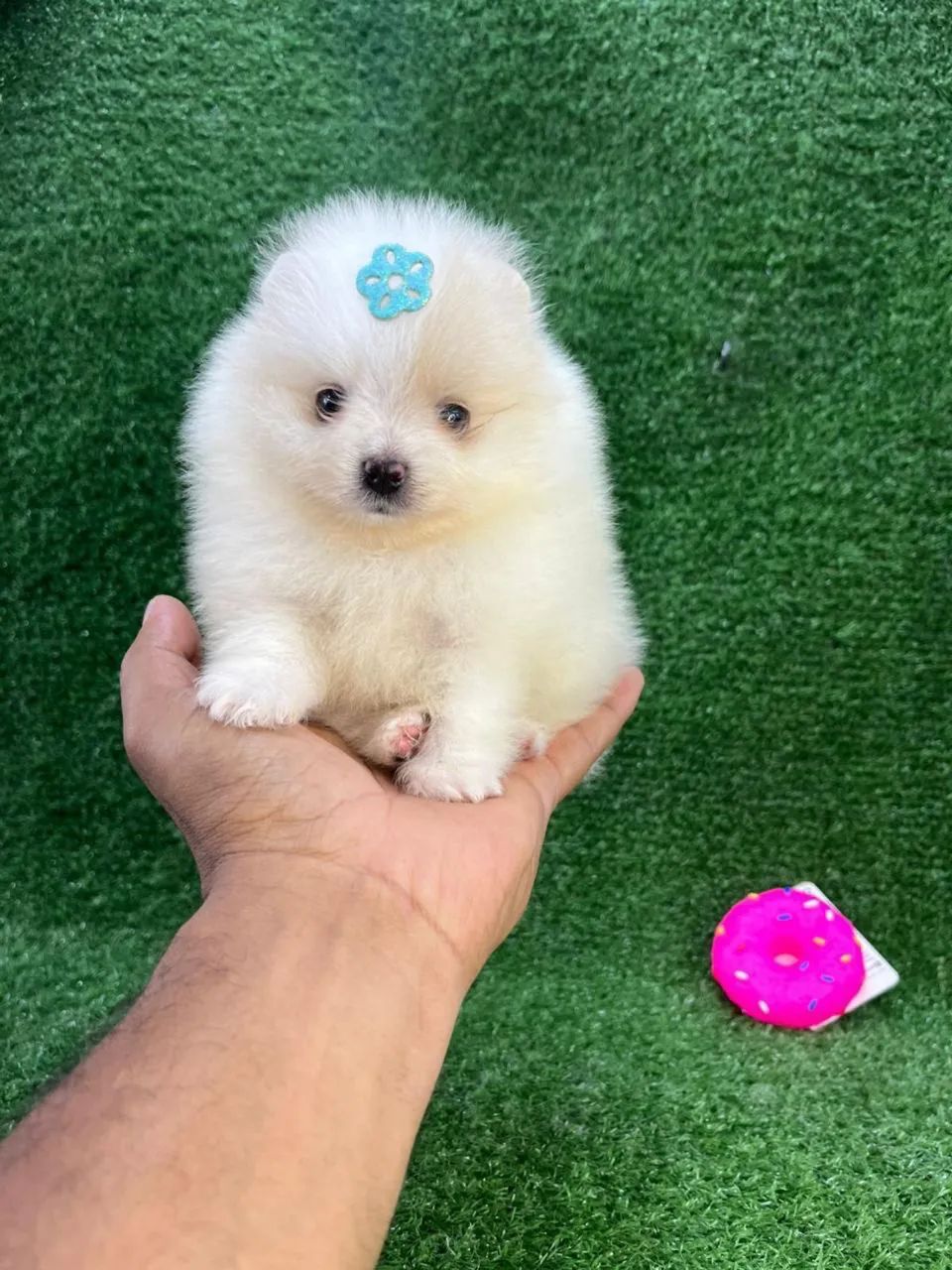 Spitz Alemão anão - Muito Carinhoso - Foto 3