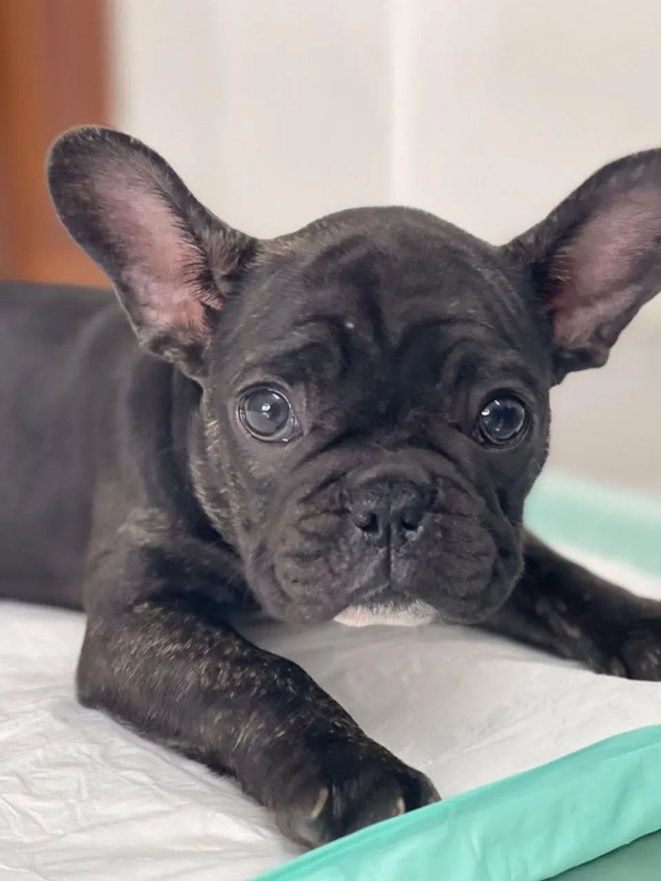 Bulldog francês 