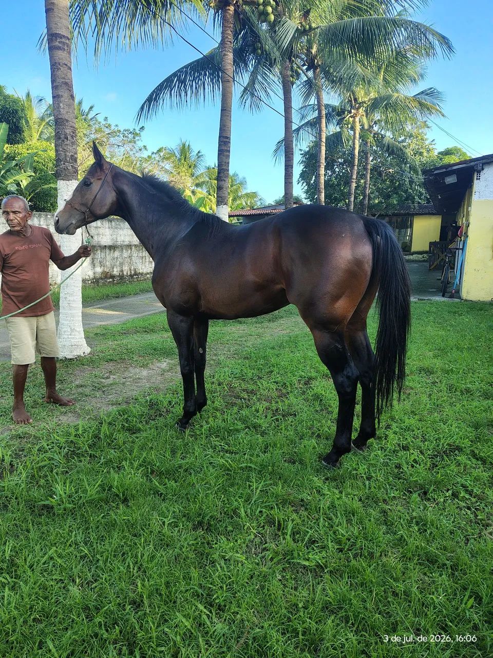 Cavalo puro sangue inglês  - Foto 3