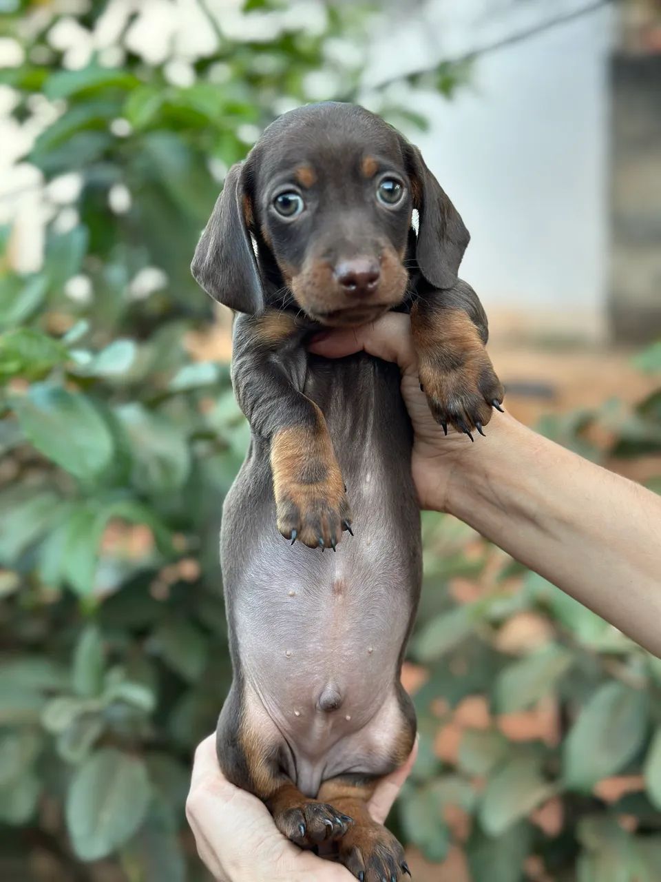 Dachshund/cofap macho chocolate  - Foto 2