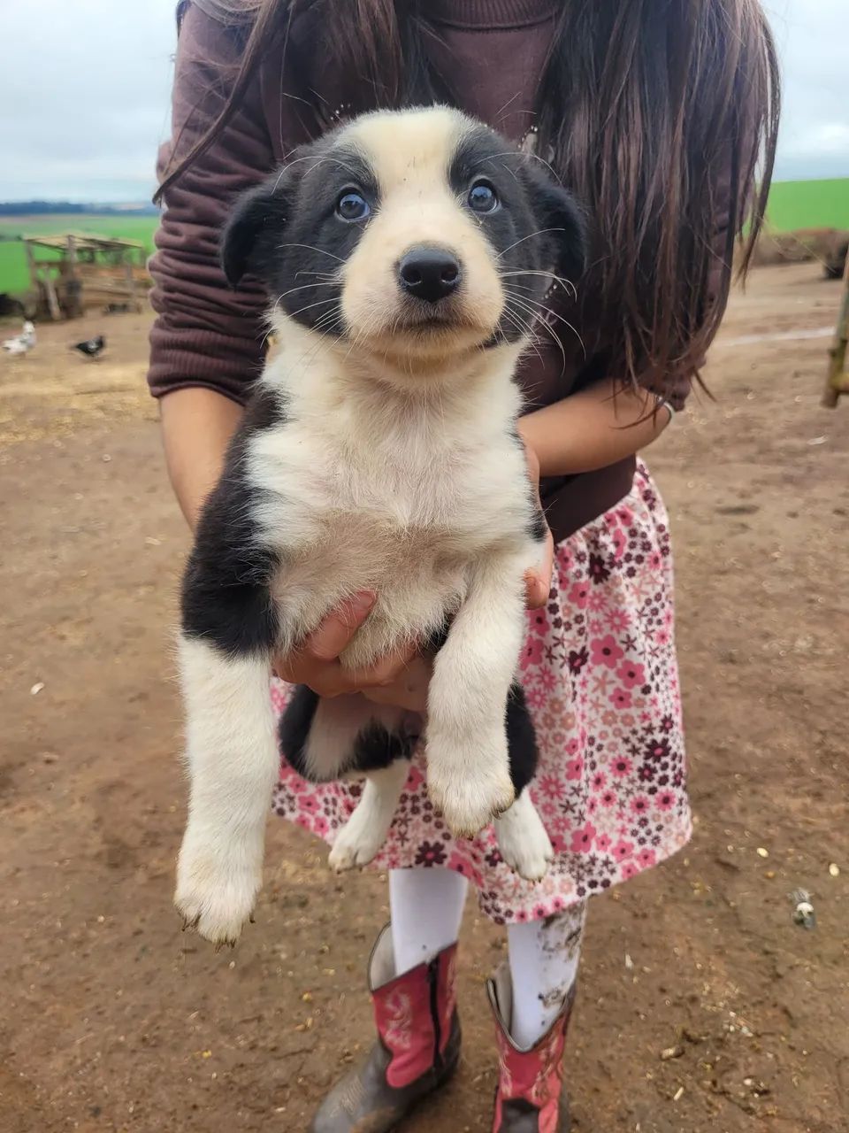 Border collie 