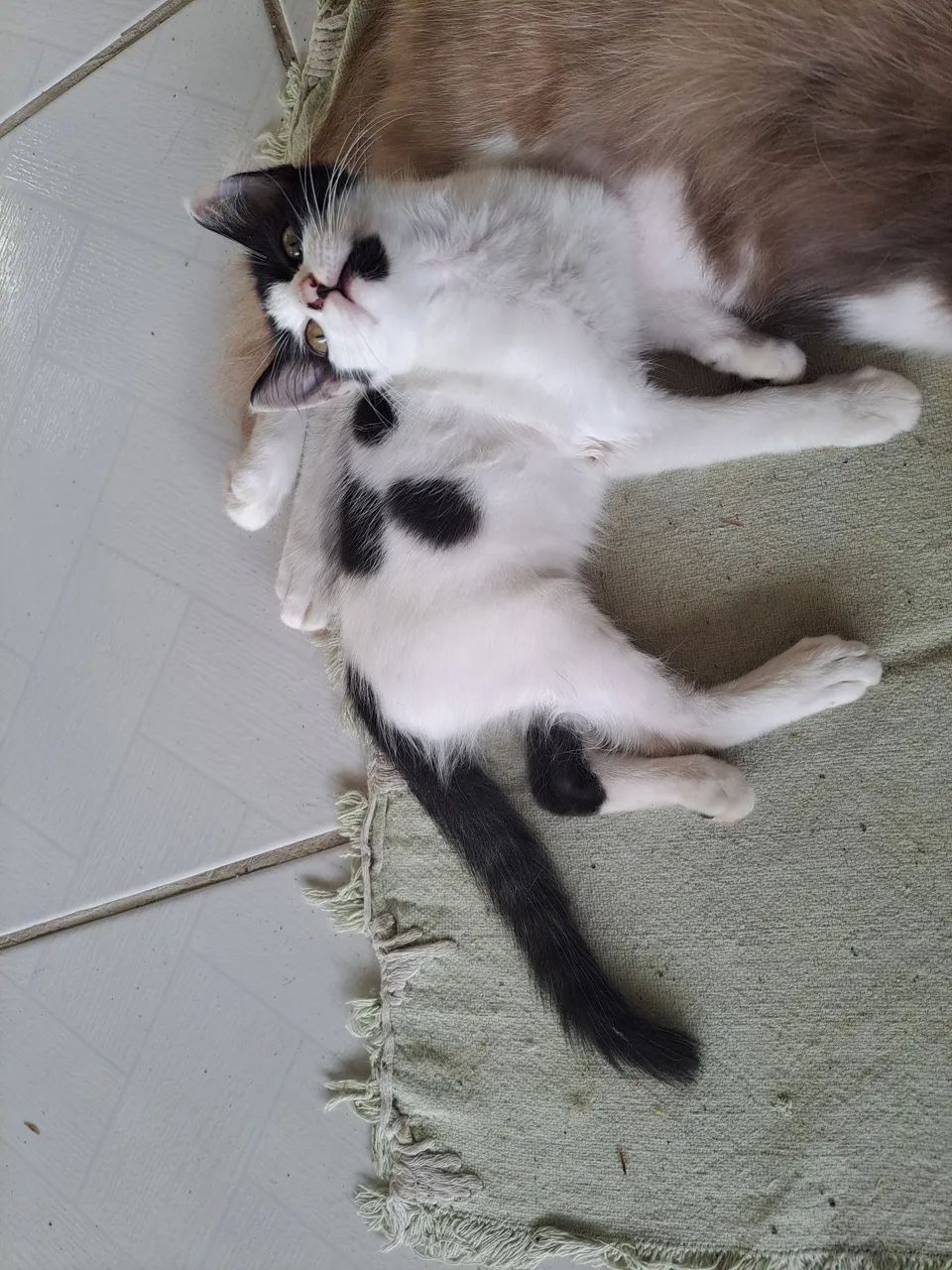 Doação de gatinha  - Foto 3