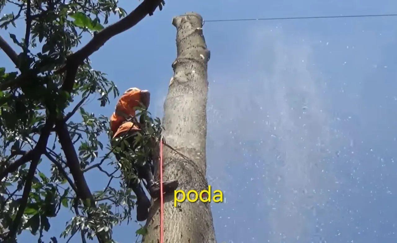 Corte poda de árvores  - Foto 3