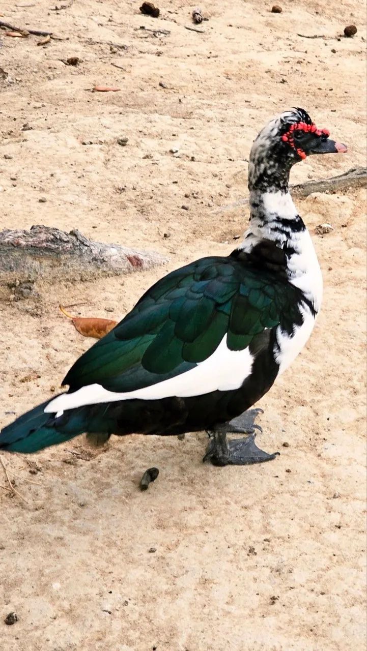 Patos  - Foto 2