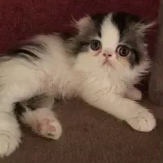 Gato Persa Show Quality