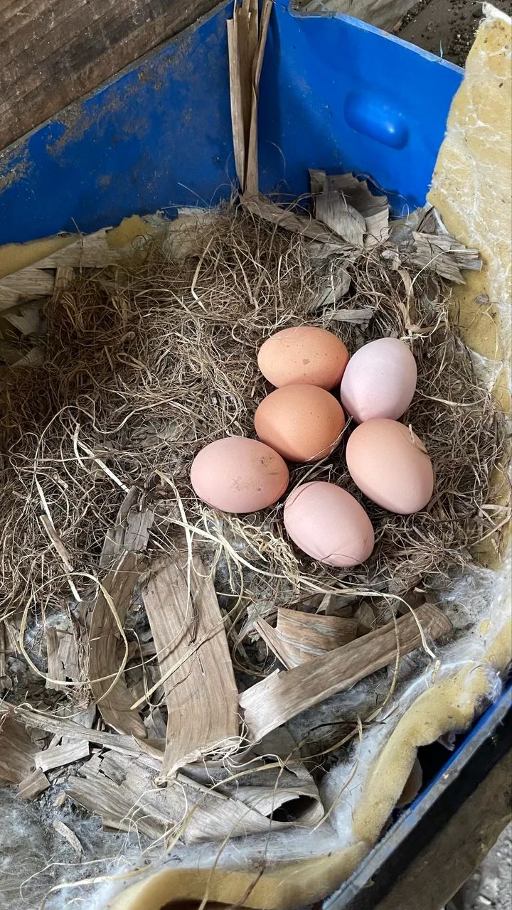 Ovos de Galinha Australorp Azul  - Foto 2