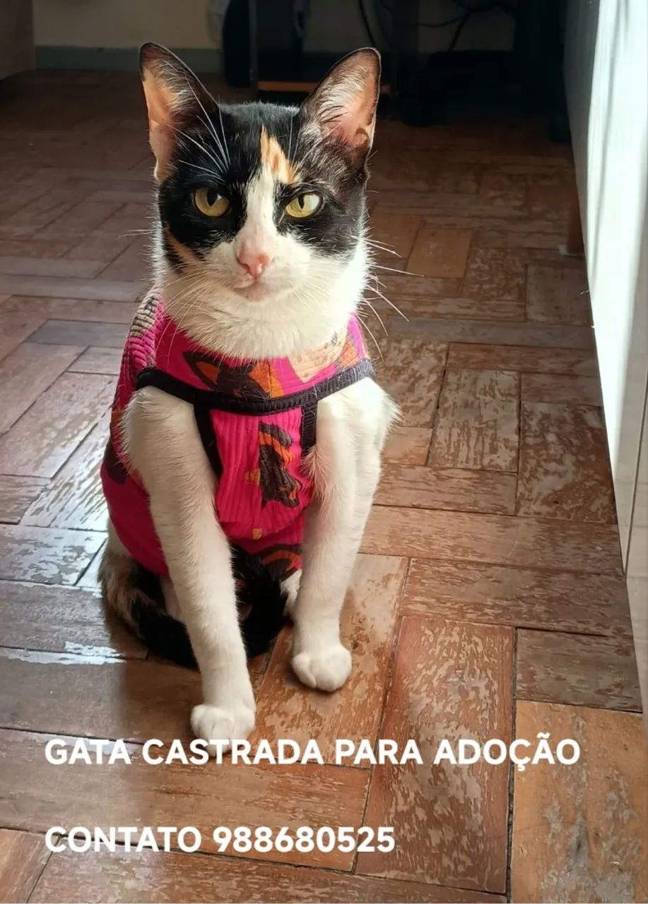 GATA P ADOÇÃO CASTRADA .  - Foto 3