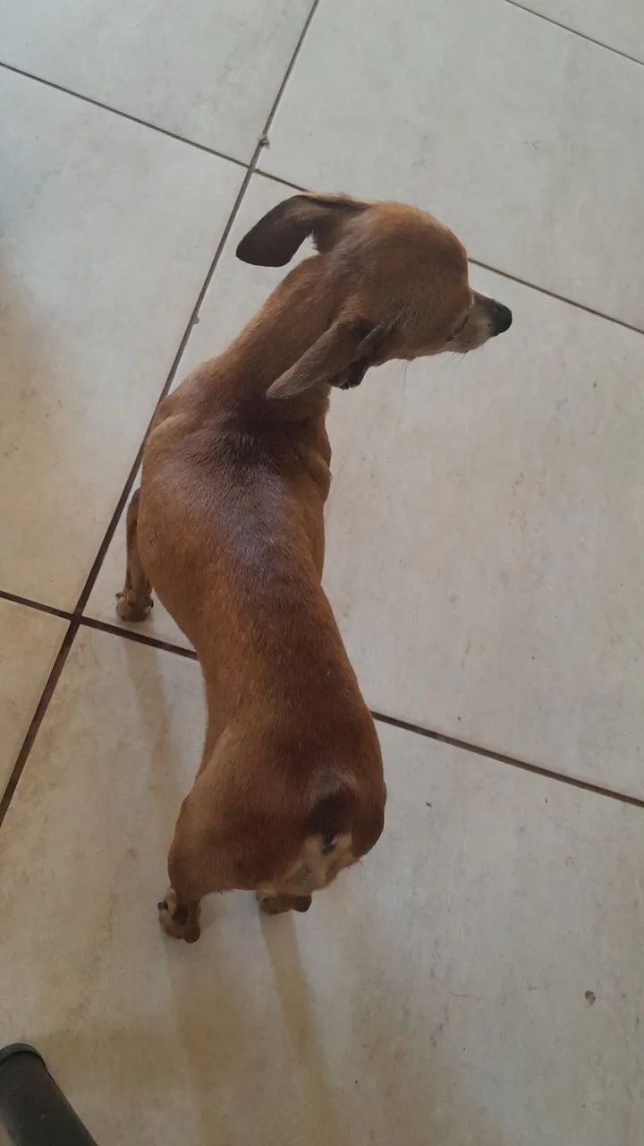 Cachorro perdido 