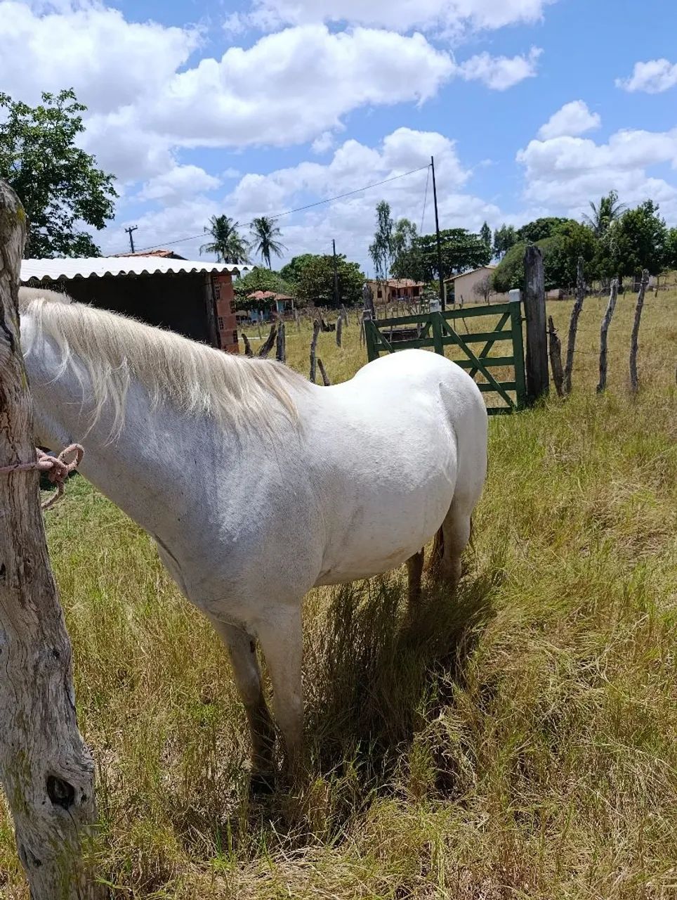Cavalo  - Foto 3