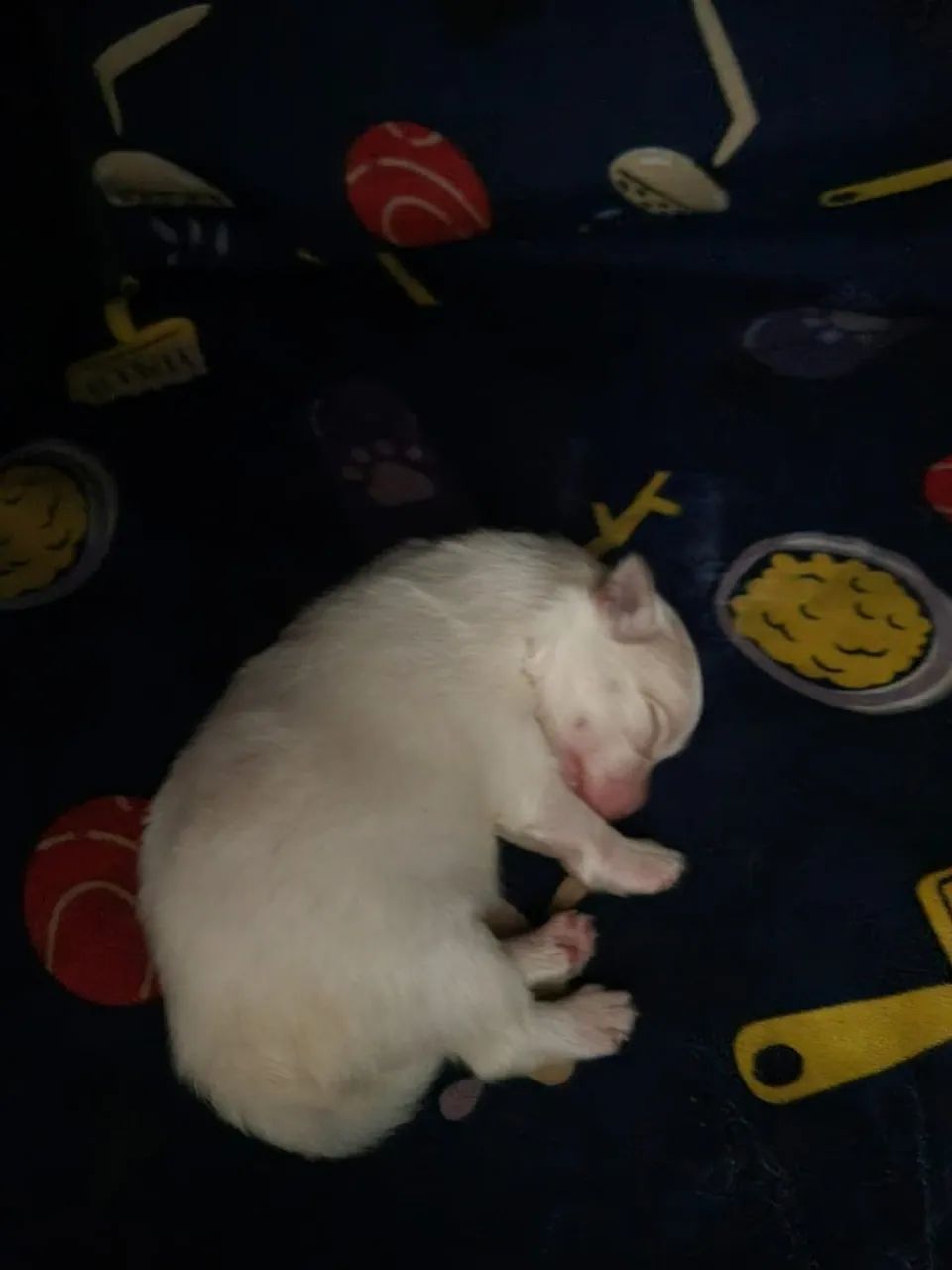 Vendo filhotes Spitz Alemão
