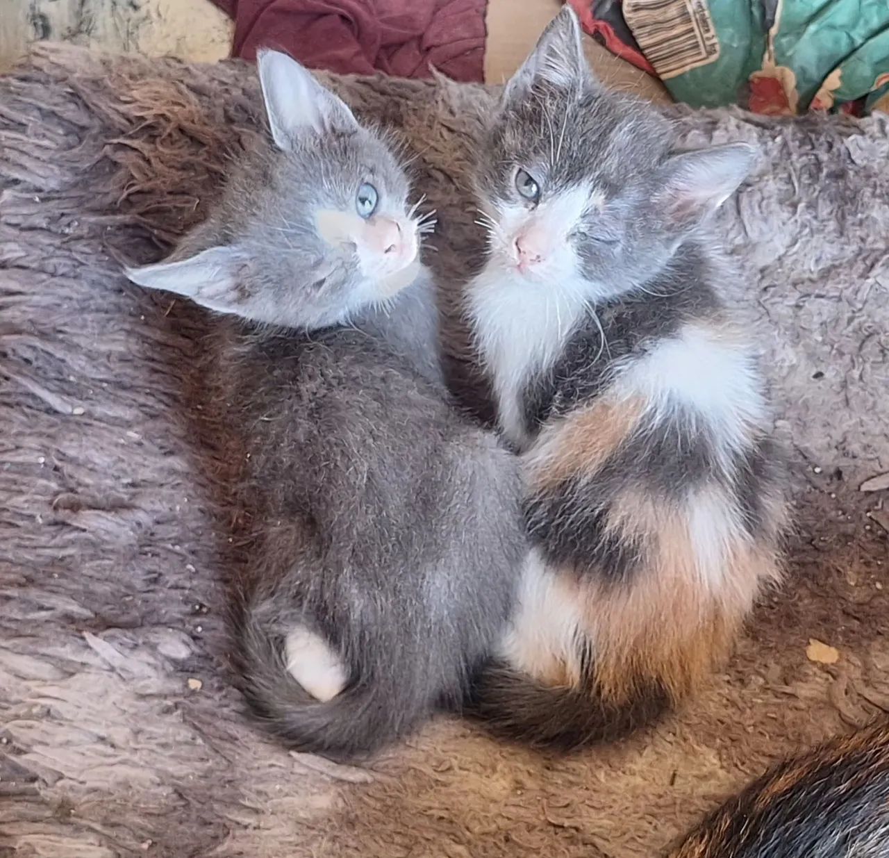 Doação de gatinhos filhotes 