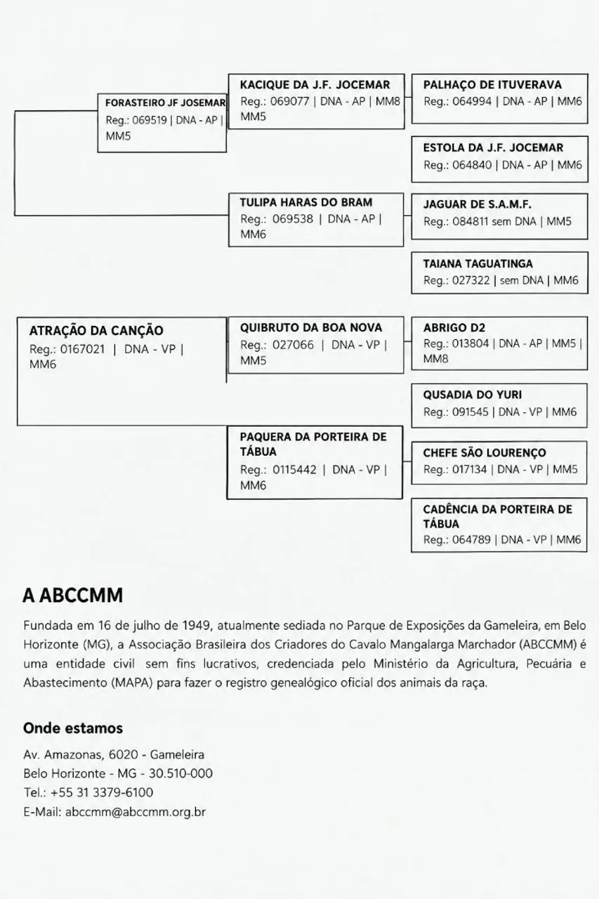 Potro de Marcha Picada  - Foto 3