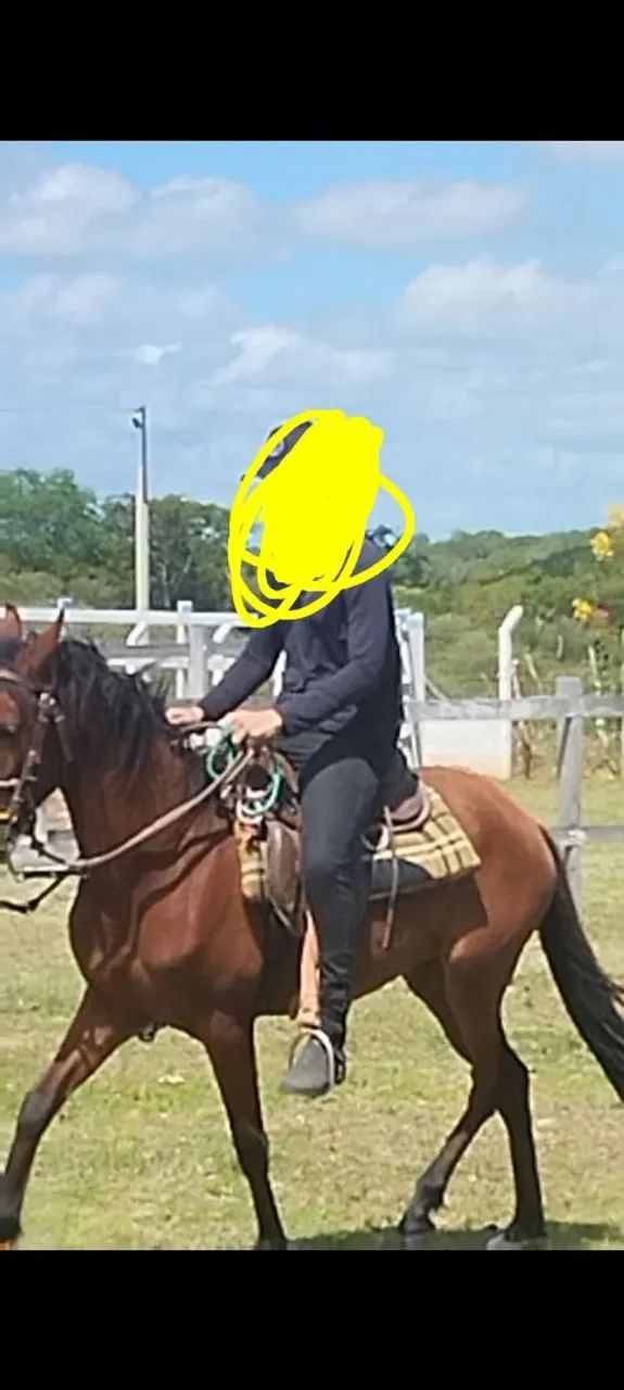 Égua Mangalarga Machador registrada na Abccmm