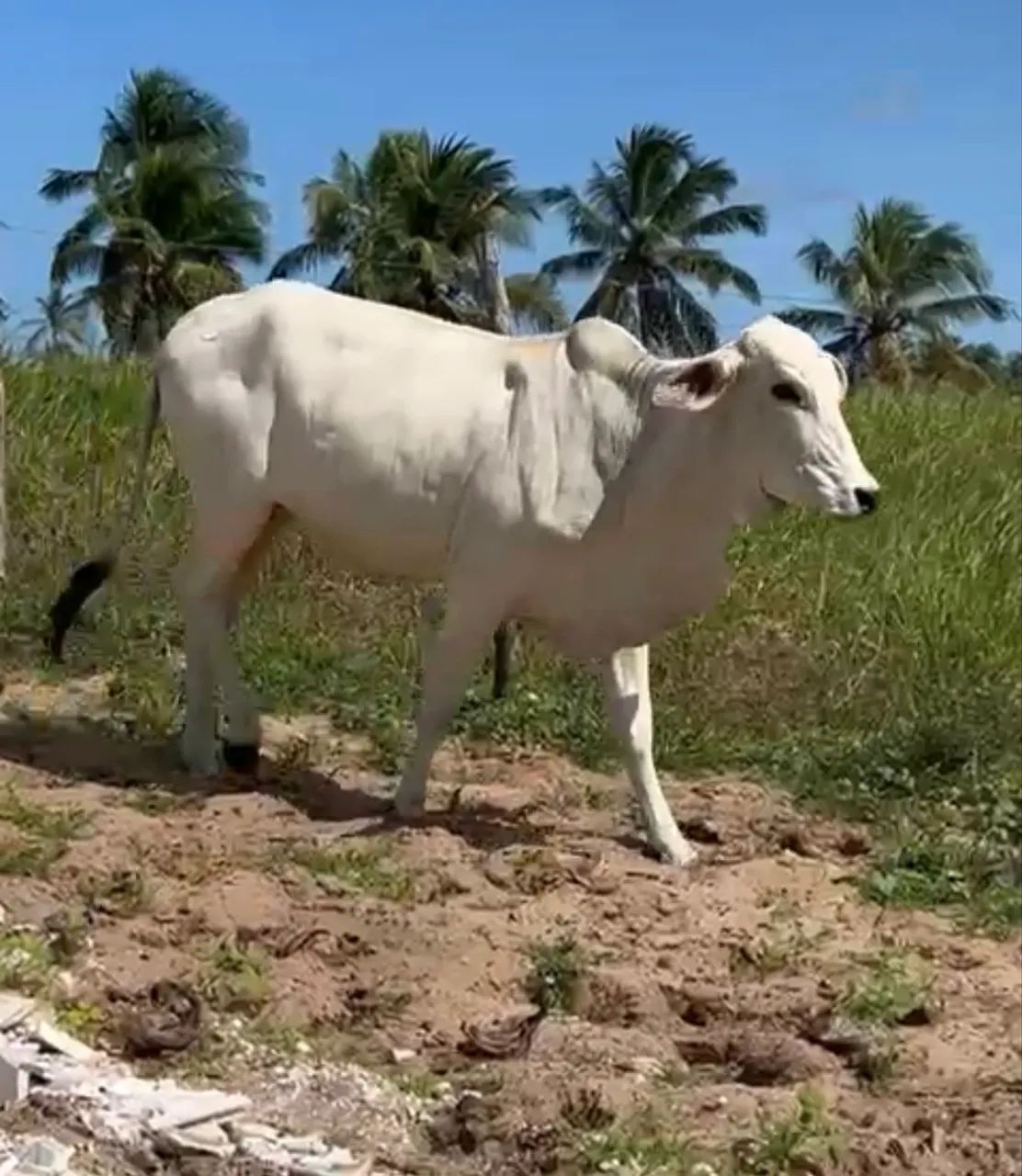 Vacas  - Foto 3
