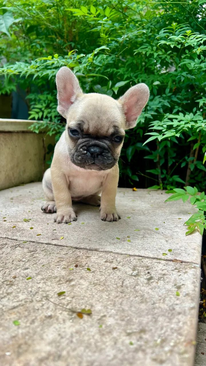 Buldogue francês  