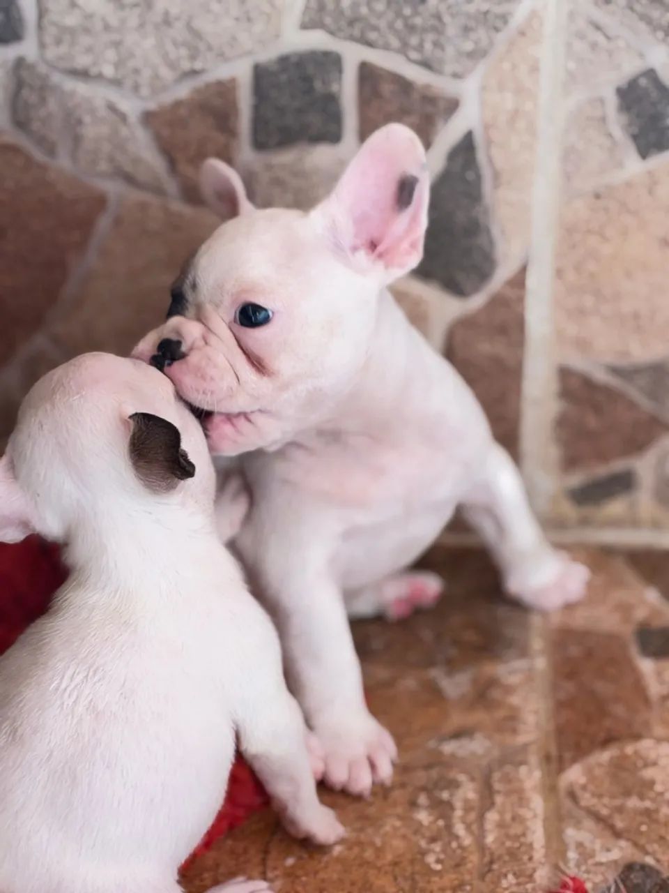 Bulldog francês  - Foto 4