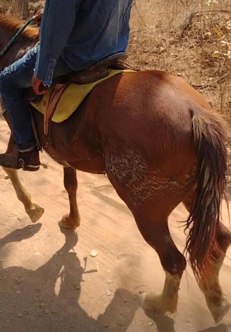 Cavalo  - Foto 5