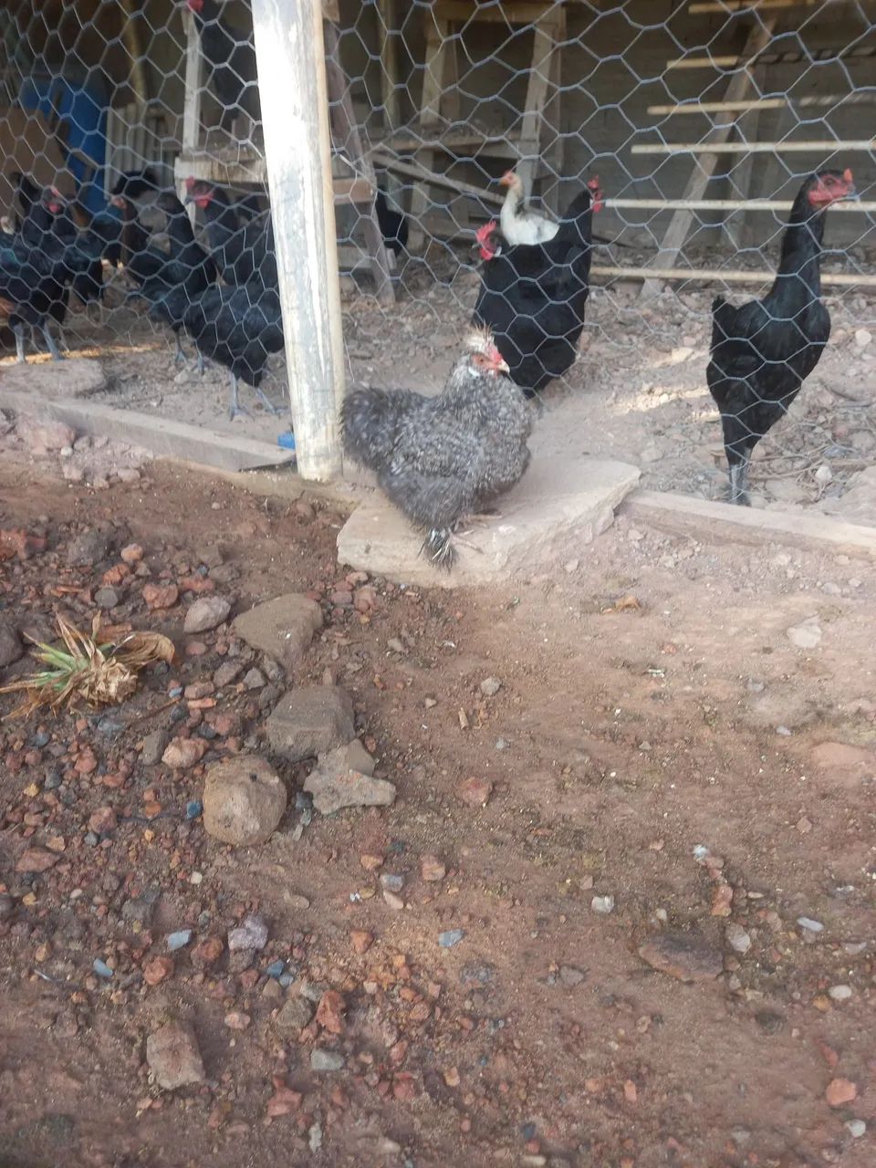 Galinha ornamental Sedosas do Japão  - Foto 3