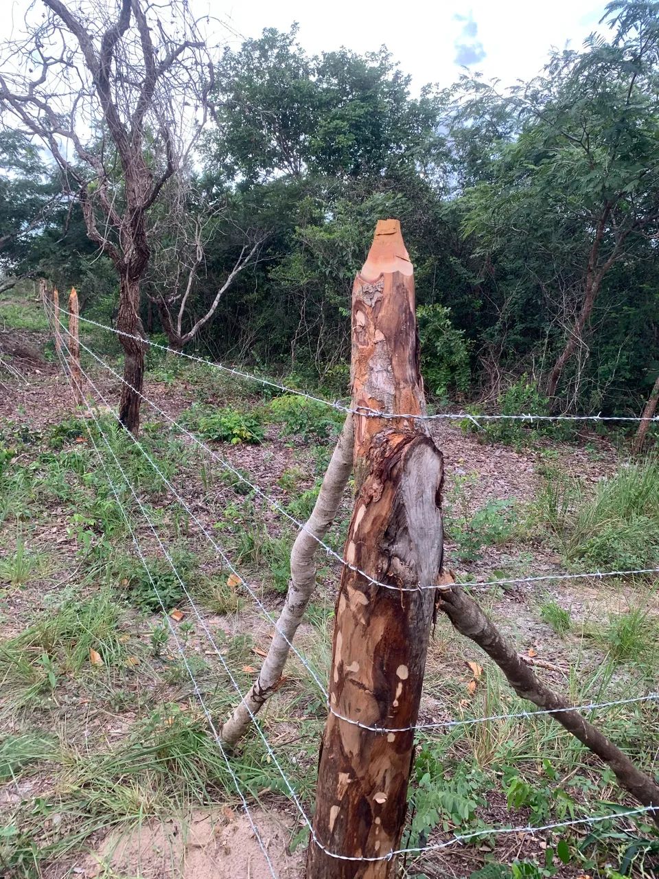 Vendo terreno em Barreirinhas  - Foto 5