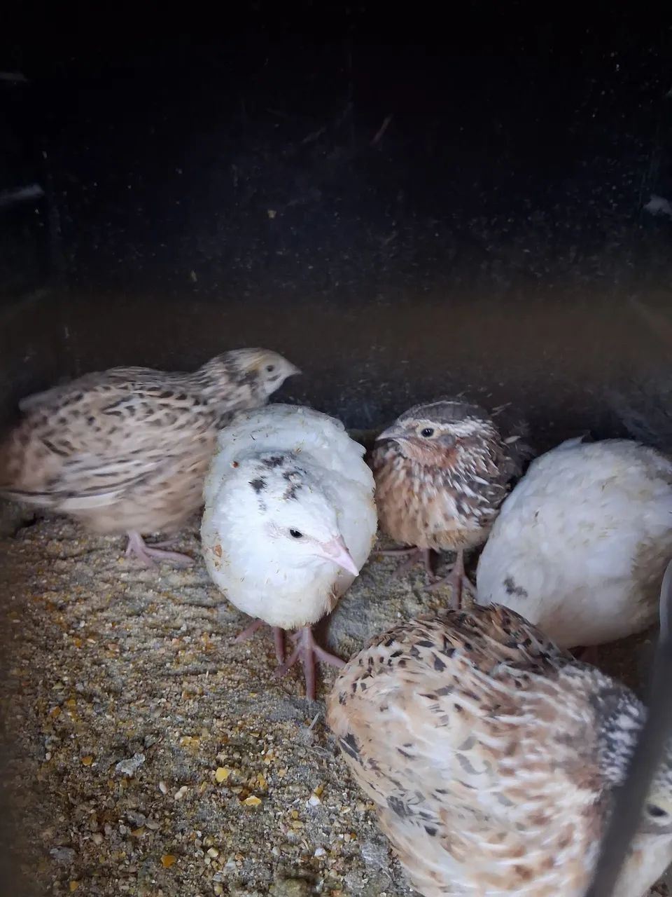 Codornas