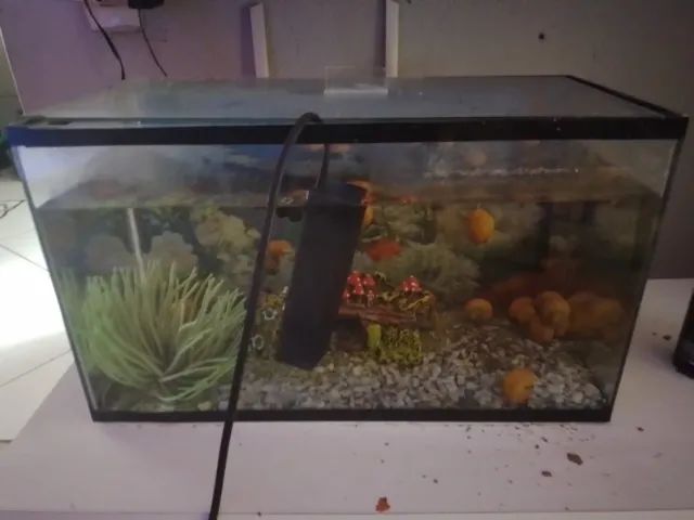 Aquário completo 20L