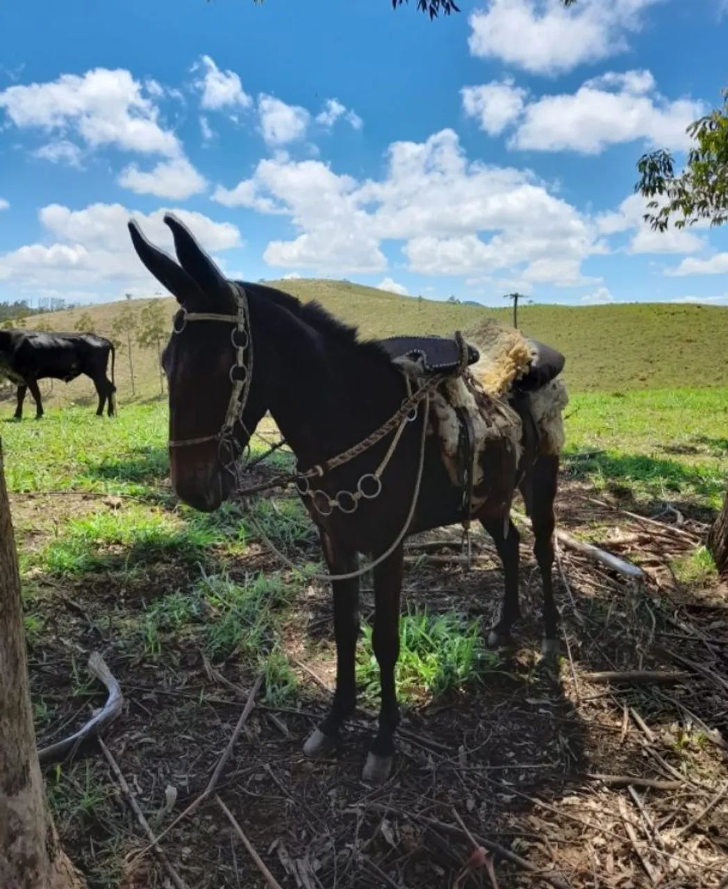 Burro  - Foto 3