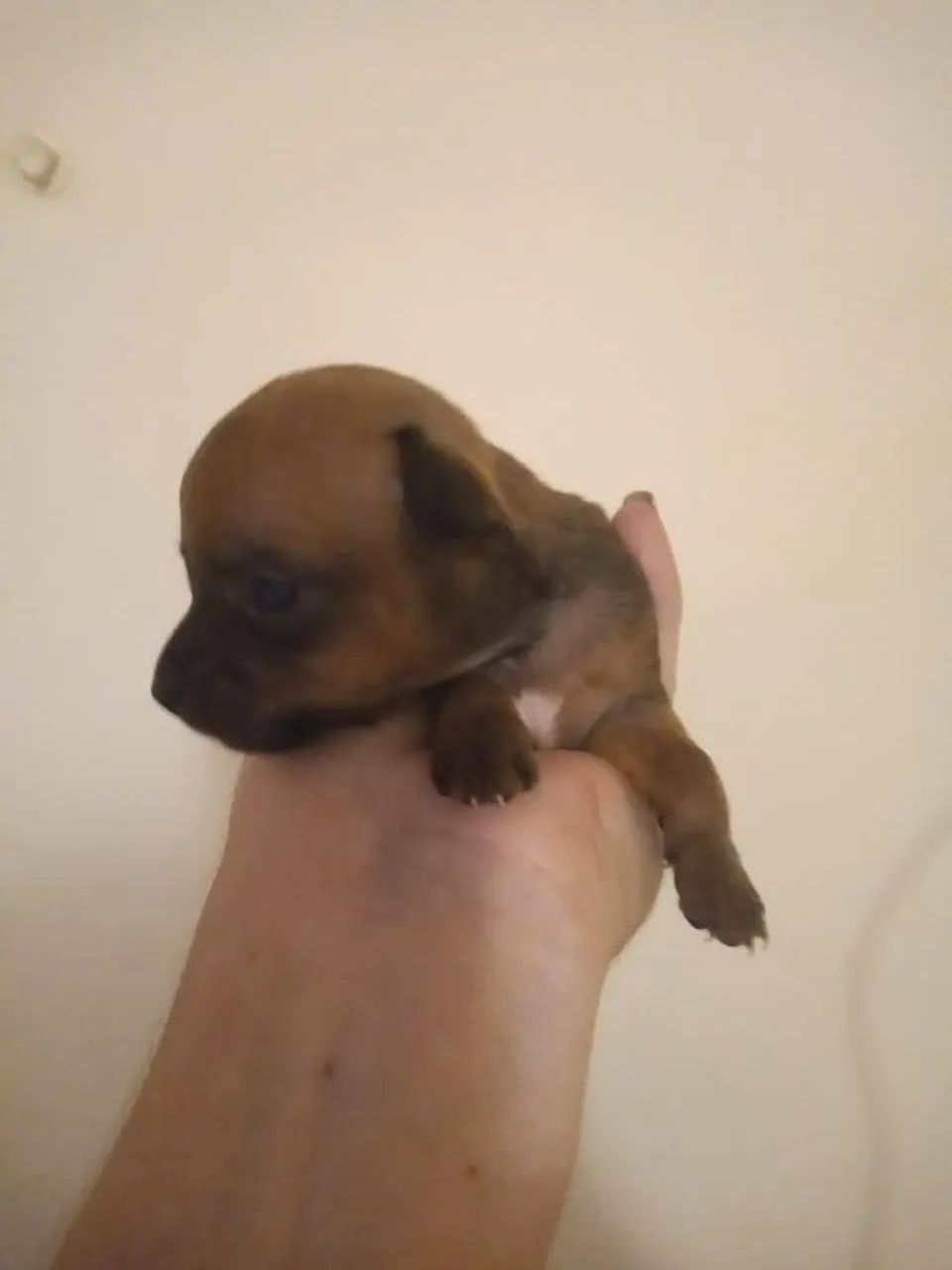 Pinscher  - Foto 5