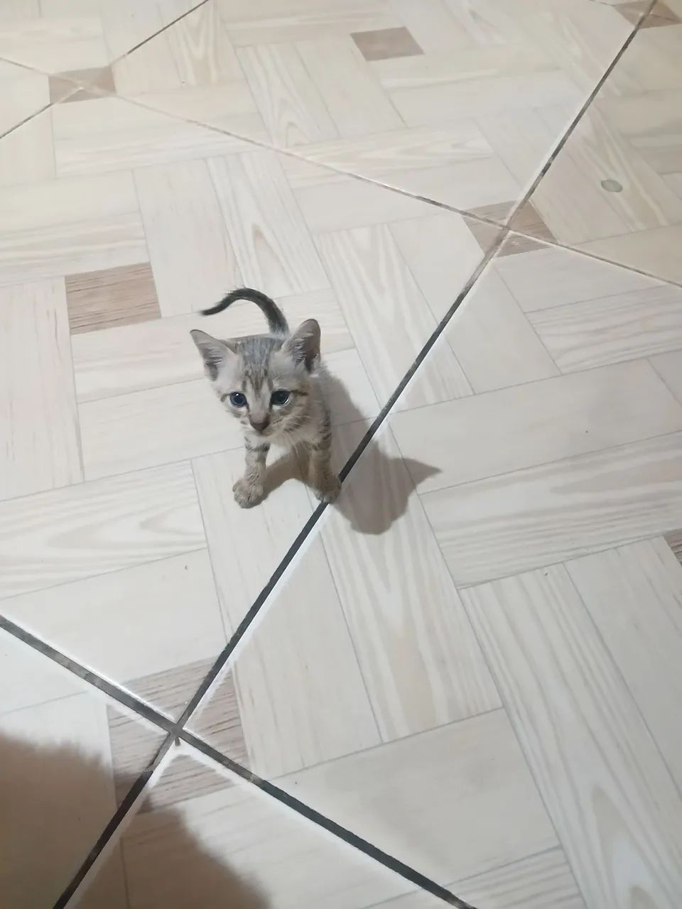 Gatinho pra adoção 