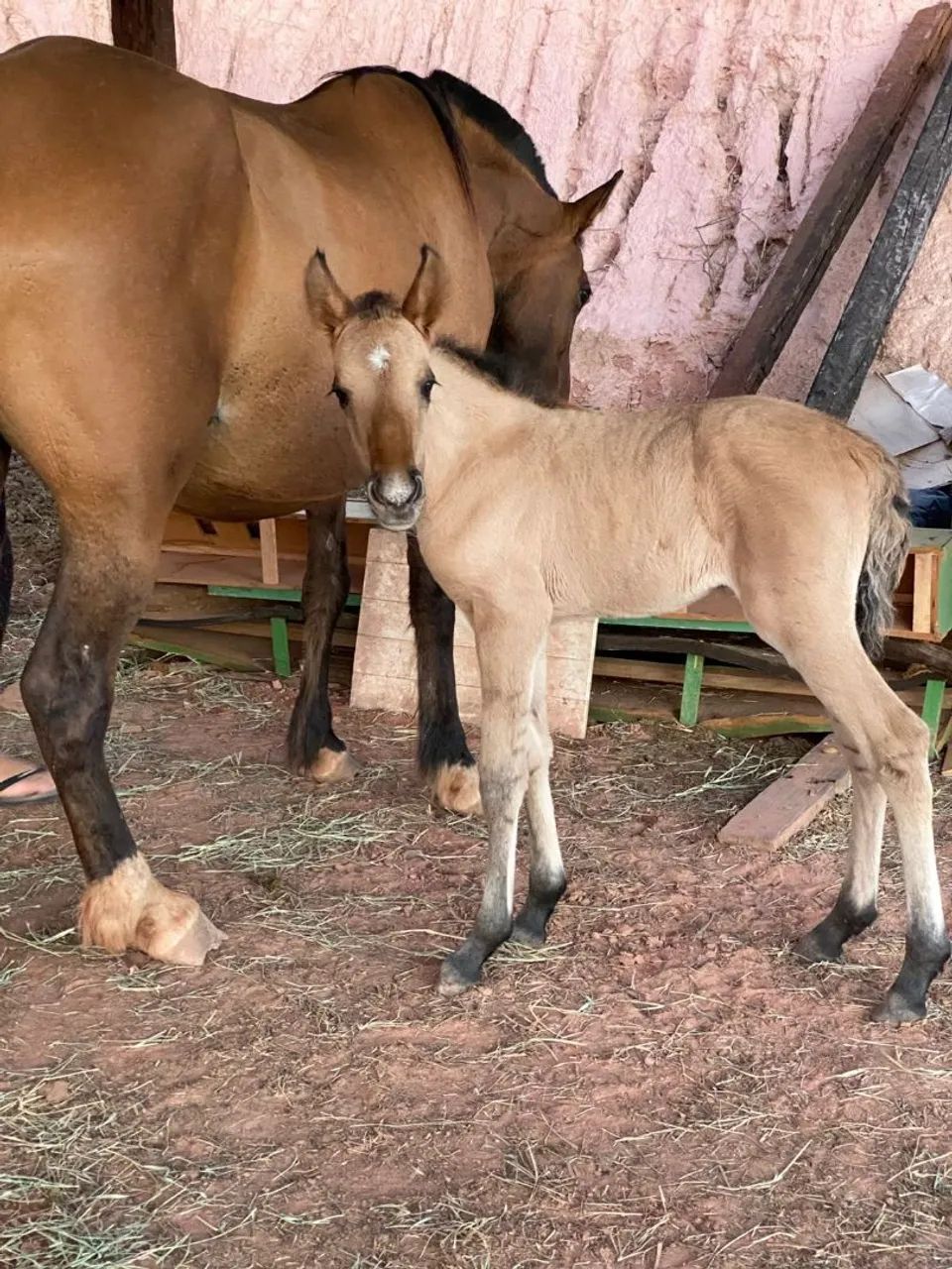 Vendo egua com potra fêmea  nasc 22/out - Foto 3