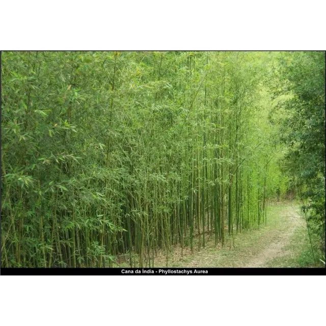 Bambu Cana da India (Phyllostachys aurea) vendo muda DE 1,8 M. - Foto 6