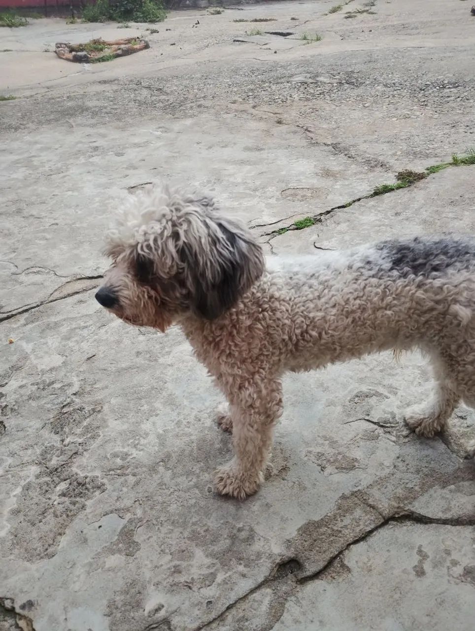 Doação de cachorro  - Foto 3