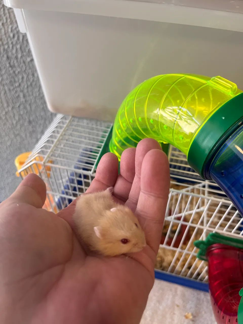 Ramister anão Russo - Foto 2